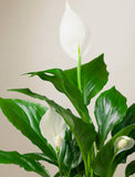 Close up of plant. - Image 