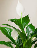 Close up of plant. - Image 