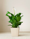 Plant in ceramic planter. - Image 