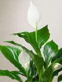 Lush green Peace Lily plant with elegant white spathe flowers against a neutral background. - Image 