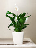 Holiday Peace Lily Plant - Image 