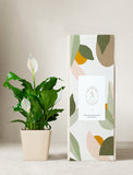 Plant in planter next to a gift box. - Image 