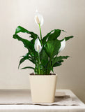 Christmas Peace Lily Plant - Image 