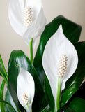 Christmas Peace Lily Plant - Image 