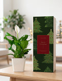 Christmas Peace Lily Plant - Image 