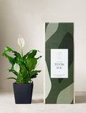 Plant in planter next to a gift box. - Image 