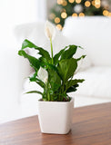 Holiday Peace Lily Plant - Image 