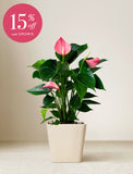 Plant in ceramic planter. - Image 