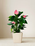 Plant in ceramic planter. - Image 