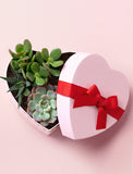 Succulents in gift box. - Image 