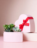 Succulents in gift box. - Image 