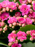Succulents in gift box. - Image 
