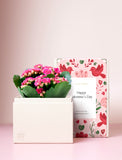 Succulents in gift box. - Image 