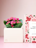 Succulents in gift box. - Image 