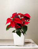 Holiday Poinsettia Plant - Image 
