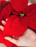 Holiday Poinsettia Plant - Image 
