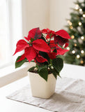 Holiday Poinsettia Plant - Image 