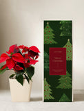 Christmas Poinsettia Plant - Image 