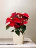 Christmas Poinsettia Plant - Image 