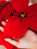 Christmas Poinsettia Plant - Image 