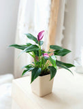 Vibrant purple anthurium plant with glossy green leaves in a beige square pot on a light wooden surface. - Image 