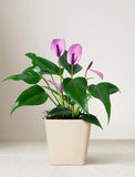 Planter in ceramic planter. - Image 