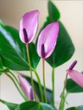 Close up of plant. - Image 