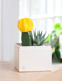 Succulents in gift box. - Image 