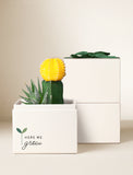 Succulents in gift box. - Image 