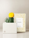 Succulents in gift box. - Image 