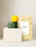 Succulents in gift box. - Image 