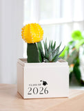 Succulents in gift box. - Image 