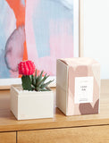 Succulents in gift box. - Image 