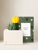Succulents in gift box. - Image 