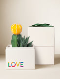 Succulents in gift box. - Image 