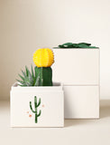 Succulents in gift box. - Image 