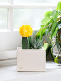 Succulents in gift box. - Image 