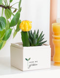 Succulents in gift box. - Image 