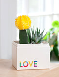 Succulents in gift box. - Image 