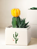 Succulents in gift box. - Image 