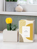 Succulents in gift box. - Image 