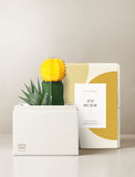 Succulents in gift box. - Image 