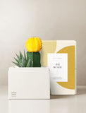 Succulents in gift box. - Image 