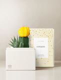 Succulents in gift box. - Image 