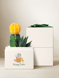 Succulents in gift box. - Image 