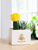 Succulents in gift box. - Image 