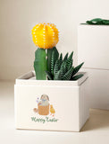 Succulents in gift box. - Image 