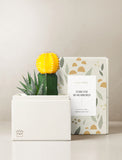 Succulents in gift box. - Image 