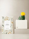 Succulents in gift box. - Image 
