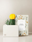 Succulents in gift box. - Image 